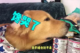 粉丝给买的罐头金毛不能吃，都快馋哭了，自己还要换工作，真逗