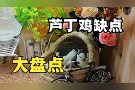 芦丁鸡劝退指南：芦丁鸡到底能不能养，有哪些缺点？入坑之前必看