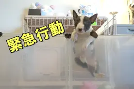 一只价值2.5万人民币的迷你牛头梗，脾气竟然执着成这样？！