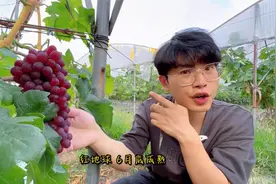 葡萄里的“爱马仕”，你确定不来试一下？视频封面