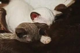 谁说猫狗是冤家？猫妈妈收养被遗弃的小狗幼崽视频封面