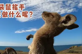 最近超火的袋鼠摇手，都模仿错了？