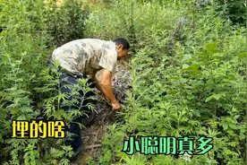 农村大叔放牛路上发生了啥事，小袁看的无可奈何，他小聪明真多视频封面