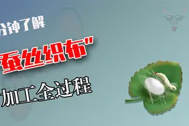 蚕丝是怎么加工成丝绸的？将蚕蛹放入锅中煮软，然后再抽丝纺织视频封面