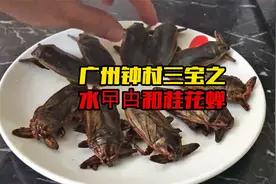 广东番禺钟村的特色美食，水曱甴  也叫龙虱，吃过的朋友来报个名