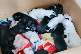 巨能生！母狗产出10只幼崽后 医护X光检查惊呼：肚子里还有十只