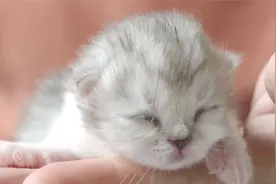 捡到刚出生的小奶猫如何养活？从零开始养猫02
