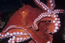 海底最恐怖的3种生物，最快速度达到每小时130公里，能把人类刺穿视频封面