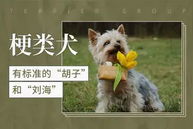 有标准的“胡子”和“刘海”——梗类犬视频封面