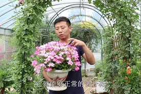 天竺葵难度夏？是你没选对品种，这个品种夏季开不停，几乎不休眠视频封面