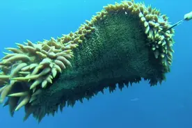 潜水到60米的海底，这里是海生物的天堂，每一种生物都如此神奇