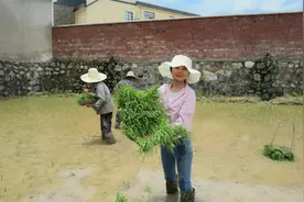 江西农村抛秧新方法，每人一天轻松抛2亩地，香香这手速太利索了