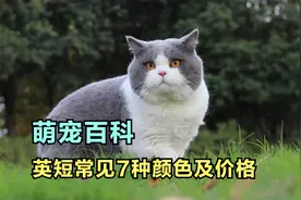 英短常见颜色及价格，英短蓝猫、蓝白、金渐层，英短猫多少钱一只