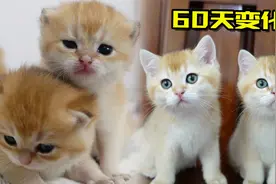 小奶猫出生60天的变化。视频封面