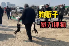 农村狗市偶遇狗贩子暴力抓狗，其他宠物都不敢直视，吓的小狗直叫视频封面