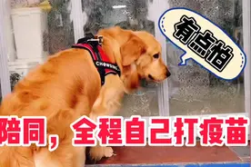 金毛狗自己上医院打疫苗 打完犯了精神病如何抢救视频封面