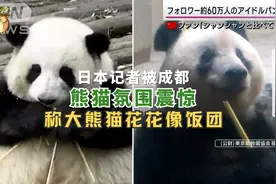 日本记者被成都熊猫氛围震惊，称大熊猫花花像饭团视频封面
