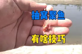 野钓如何抽窝快速聚鱼，这种方式见过没？效果可以说一目了然视频封面