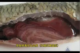 草鱼红鳃盖型出血病？你遇到这个问题了吗视频封面