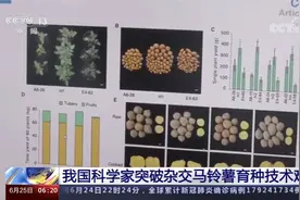 中国科学家突破杂交马铃薯育种难题视频封面