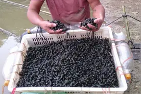 捞田螺用了这个工具两小时轻松捡上百斤，要不是价格太低就要发财