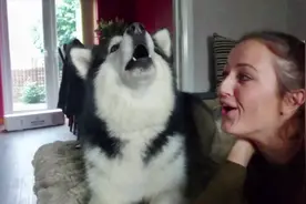 二货阿拉斯加跟着女主人学狼叫，陶醉的很，听着就忍不住想笑