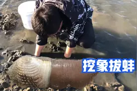 赶海注意青岛交界海域，出现象拔蚌本土品种，个头不小不要错过视频封面
