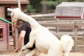 主人给羊驼剪毛，事后主人被它被追着打！镜头记录全过程