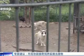 养只狐狸当宠物？专家：勿因猎奇就饲养，狐狸容易传染疾病视频封面