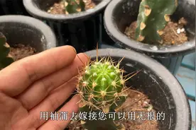 嫁接100多棵“丽花”，成活率100%，学会后期养护，就能四季开花视频封面