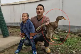 小伙家的鸭子一天要吃8斤大米？没办法，只好这样把它处理了