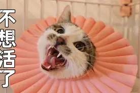 话痨猫一觉醒来发现蛋蛋被割痛不欲生，没了？！视频封面