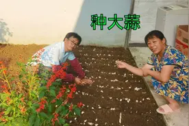 朱嫂小院种3个品种菜，吃菜真方便，还说出3种菜最大的优点视频封面