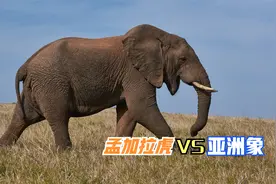 孟加拉虎能杀死一头成年亚洲象吗？大象：螳臂当车、不自量力视频封面