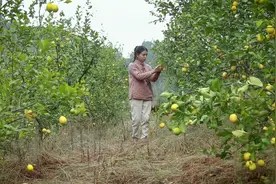 柠檬大丰收，摘一筐柠檬做几道美味，酸爽整个冬天视频封面