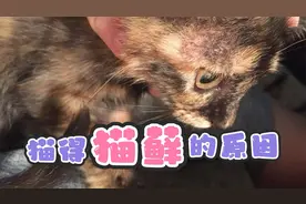 猫得猫癣的原因视频封面