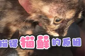 猫得猫癣的原因视频封面