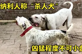 加纳利人称“杀人犬”，凶猛程度不可小觑，全网不服的来挑战！视频封面