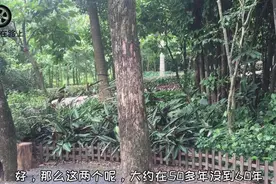 海南省的省树黄花梨，一公斤居然能卖到5000元视频封面