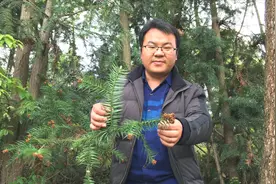 在农村当柴火烧的杉树叶，其实有非常多的药用价值，许多人不清楚