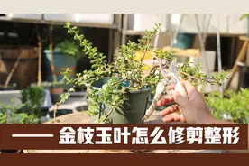怎么给金枝玉叶修剪整形？园艺师教你，实操展示与实例分析