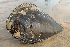 大海退潮后，小丁在山东赶海，意外发现了比巴掌还大的绿贝视频封面