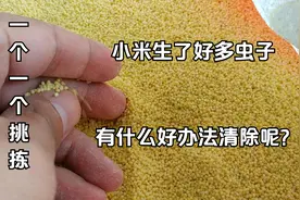 家里的小米生了好多虫子，一个个挑真是太麻烦了，有什么好办法？视频封面