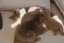 老公你是不是趁我睡着了，偷吃东西了？最近你是越来越胖了！