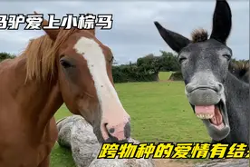 马驴爱上小棕马，跨物种的爱情会有结果吗视频封面