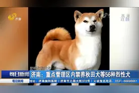 “铲屎官”看过来！济南：重点管理区内禁止个人饲养这56种烈性犬视频封面