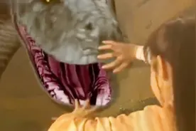 美女大战巨蟒，这女人太勇猛了！大蛇开膛破肚，爬出一个美少年！视频封面