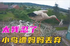 狠心的鸟妈妈，直接将小鸟丢出鸟巢，直呼太残忍！视频封面