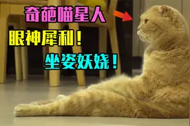 猫咪因坐姿“妖娆”走红，行为举止与众不同，女主沦为猫的保姆！