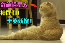 猫咪因坐姿“妖娆”走红，行为举止与众不同，女主沦为猫的保姆！